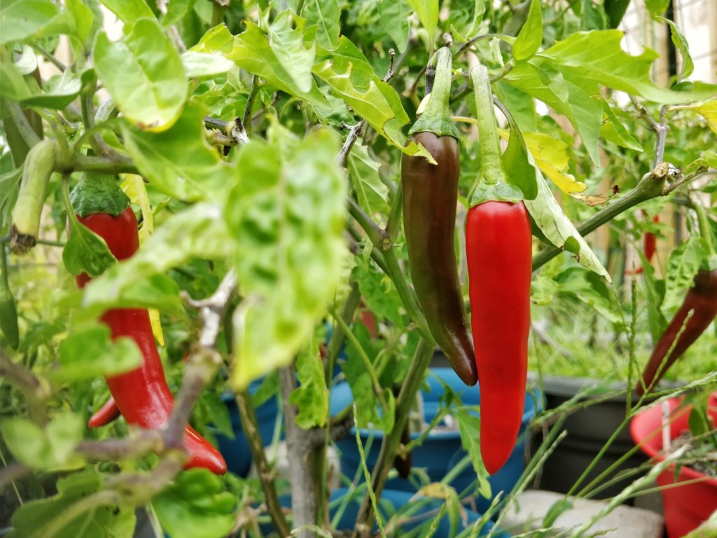 Fresh Mini Sweet Peppers, 16 Ounce Bag - Walmart.com