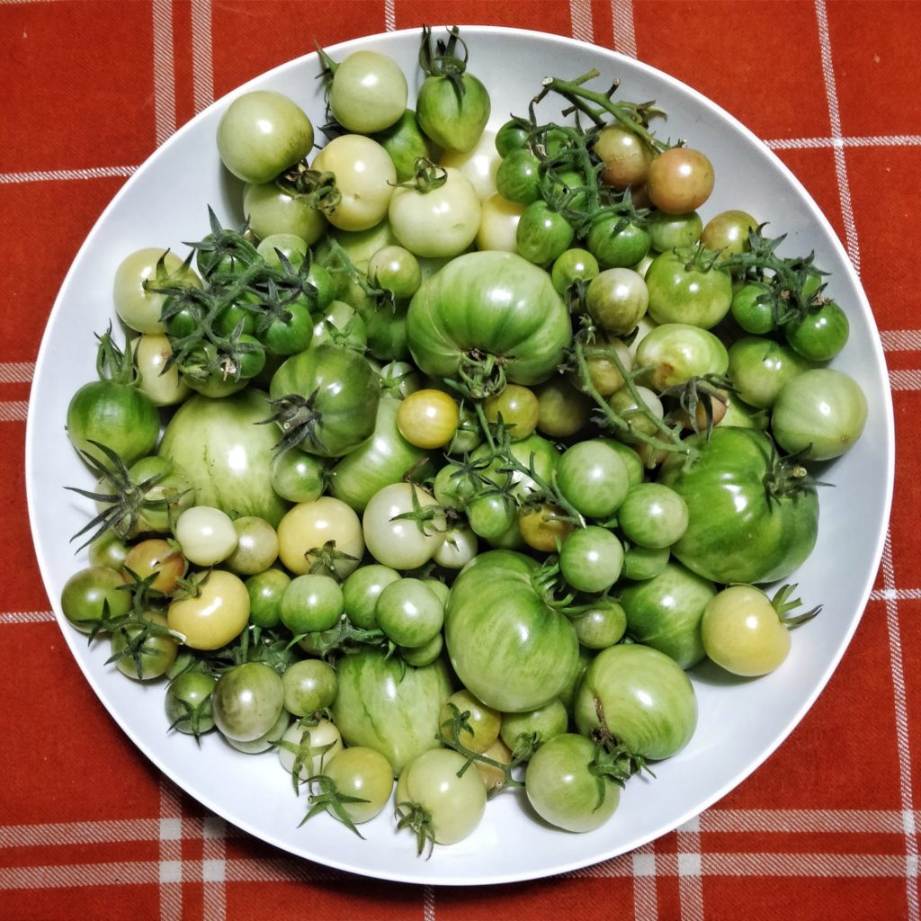 Over 2 kilos of green tomatoes in a large bowl