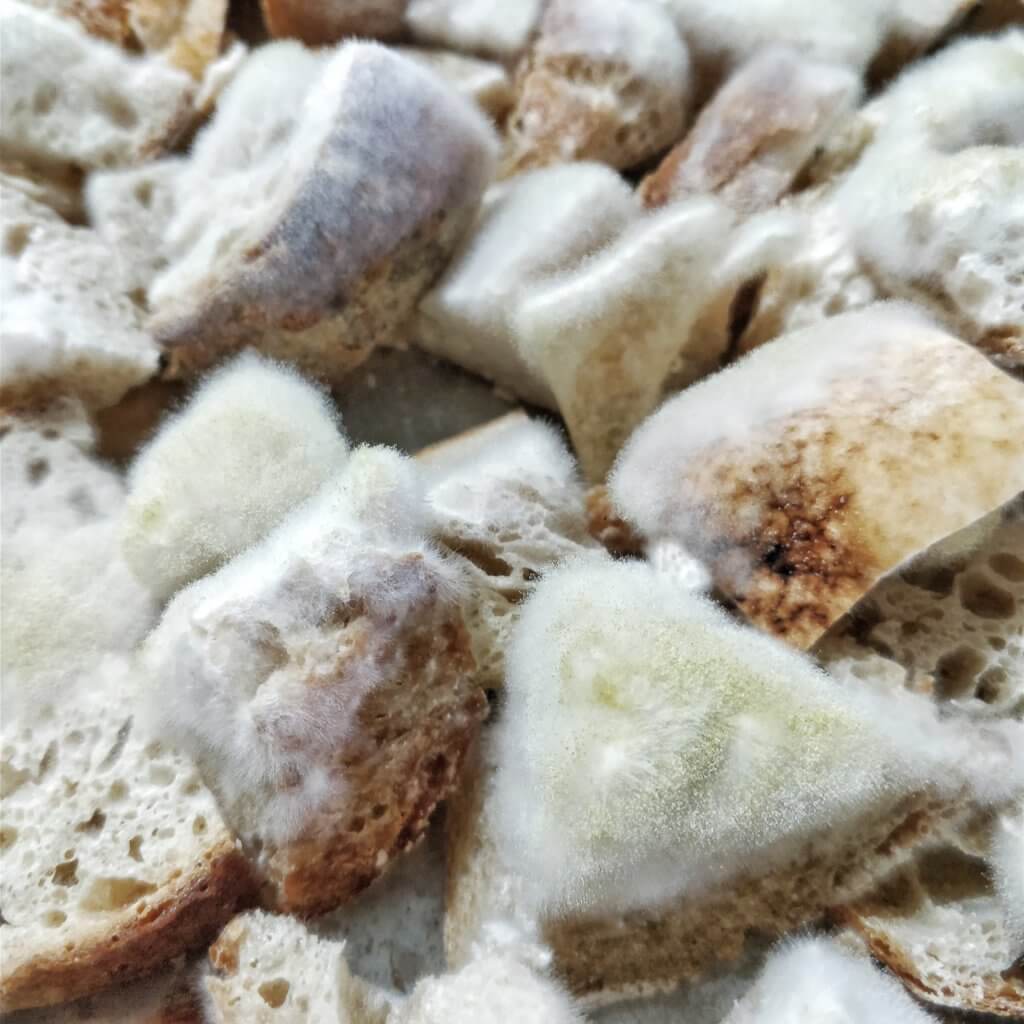 Bread cubes covered in fuzzy mold.
