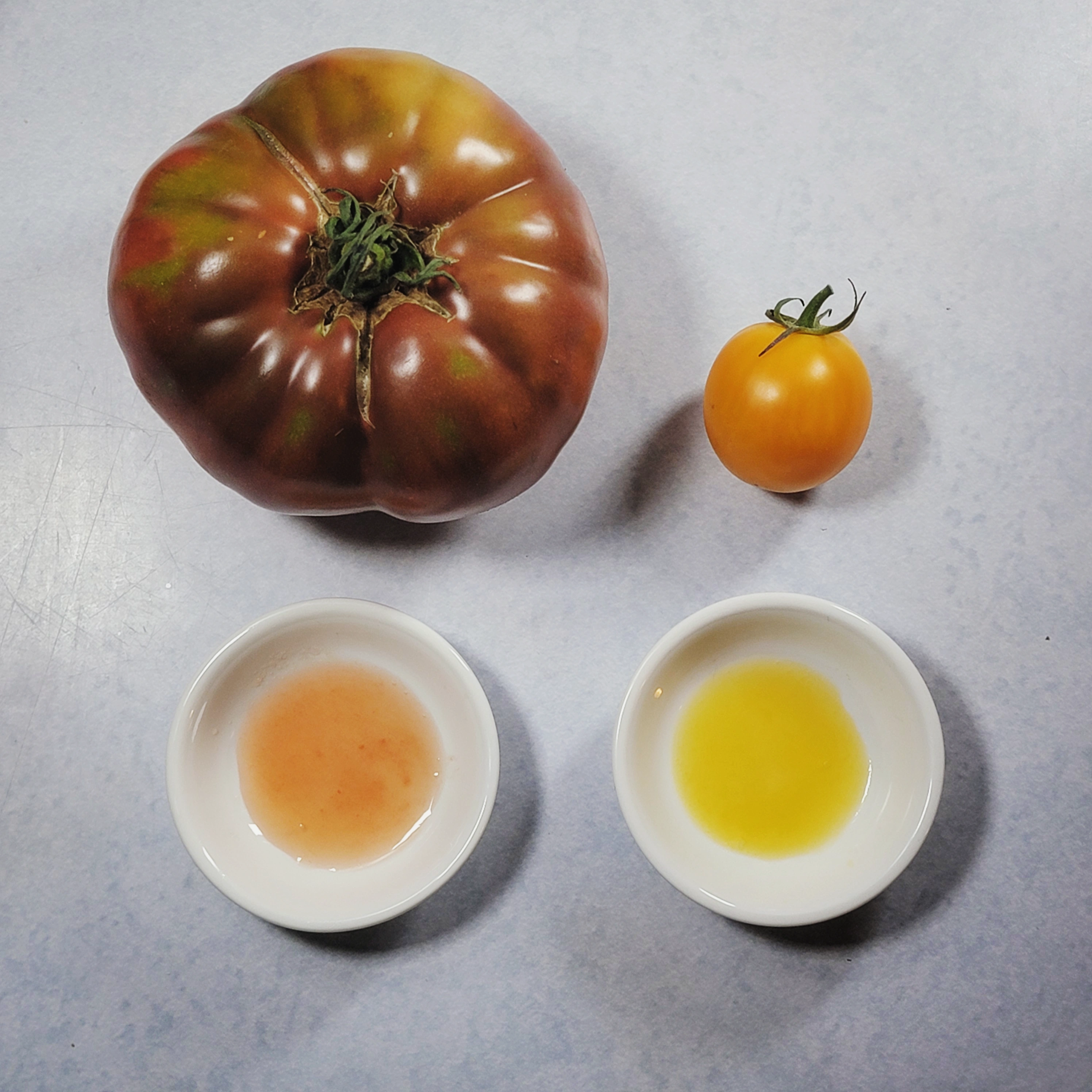 Beefsteak (Cherokee Purple) tomato next to cherry (Honey Drop) tomato, separately juiced into dishes to test with the refractometer.