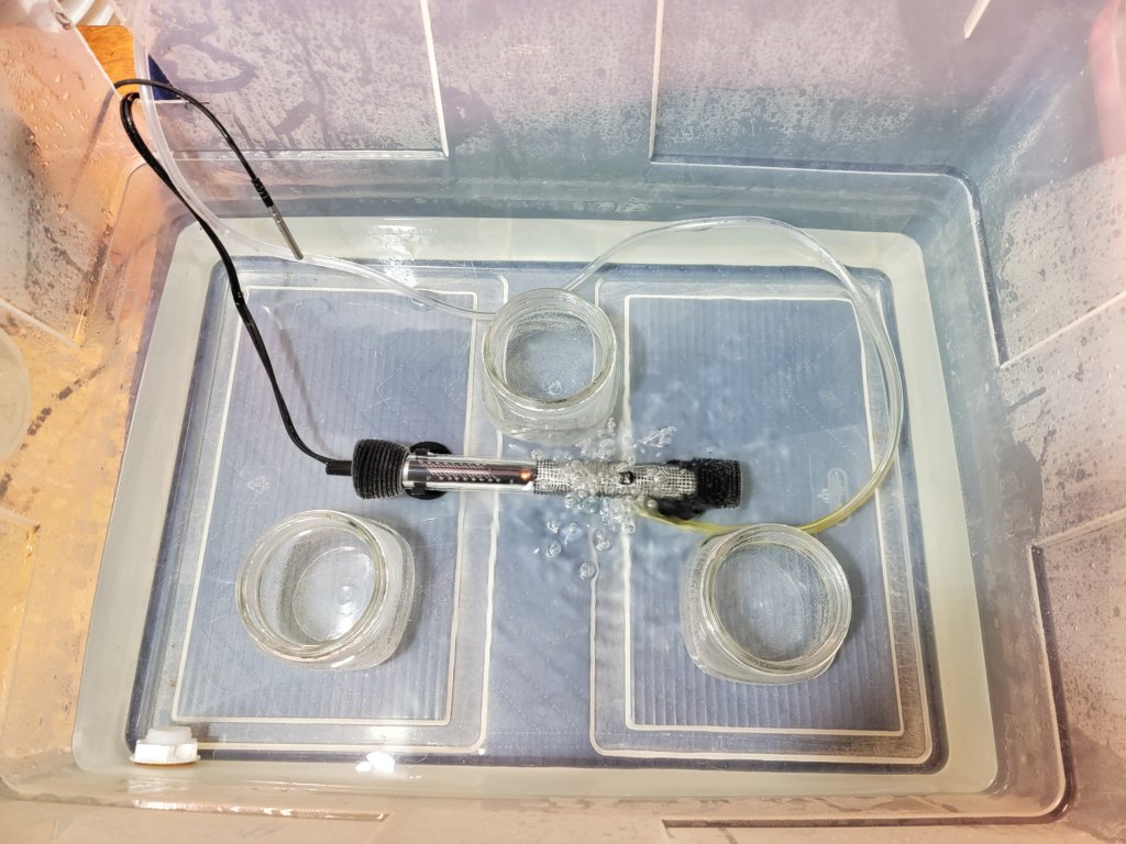 Photo of interior of plastic bin incubation chamber. Three wide, short mason jars sit spaced out with an aquarium heater inbetween as well as a tube attached to an air stone, all submerged in water.