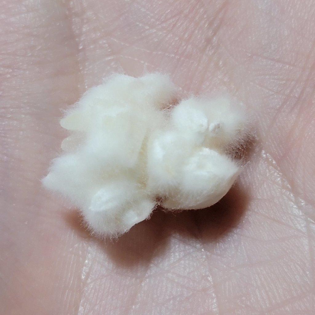 A clump of the glutinous rice koji held in the palm of my hand.
