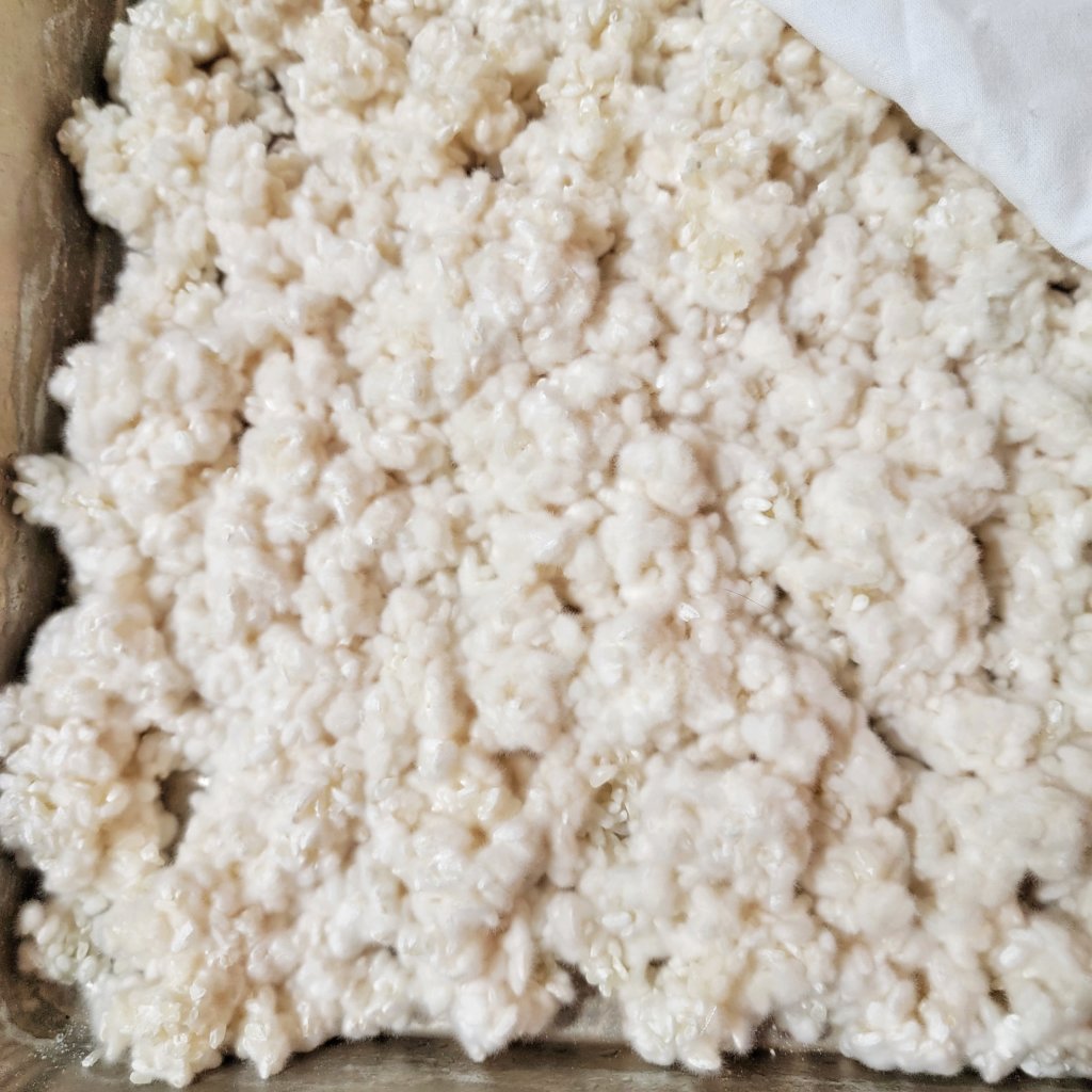 Glutinous rice koji is clumpy but still impressively fuzzy.