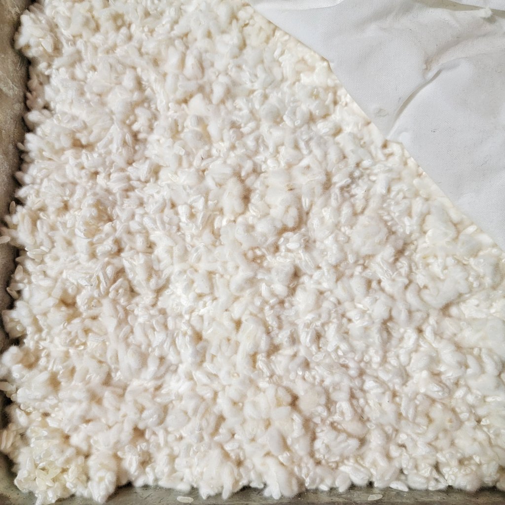 Regular rice koji is nice and even and very fuzzy.