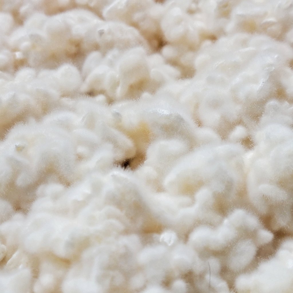 Closeup of the glutinous rice koji, you can see the individual threads of koji.