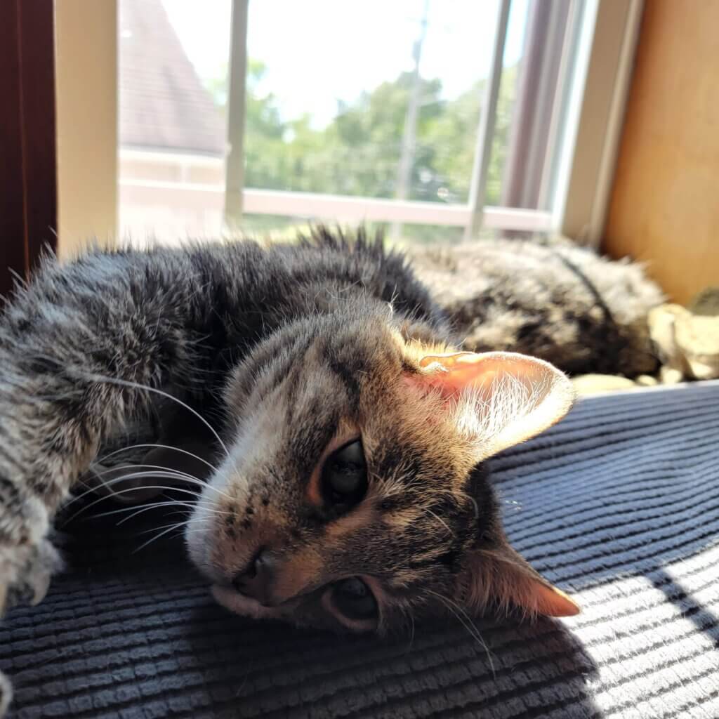 A cat sprawled out in the windowsill, sunlight bathing his body, reaching towards the camera.