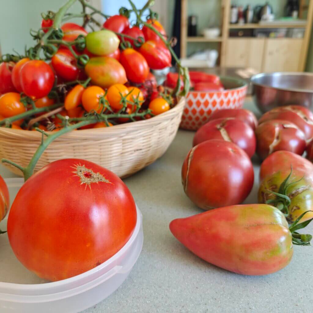 Various tomatoes laid out on the counter and in an overflowing basket.